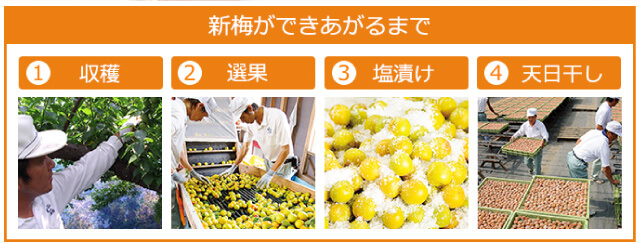 新梅ができるまで
